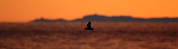Midnight Fulmar