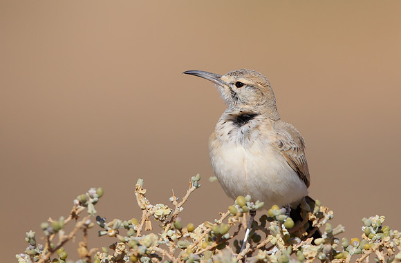 Hoopoe Lark