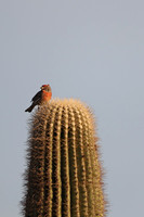 House Finch