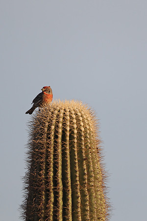 House Finch