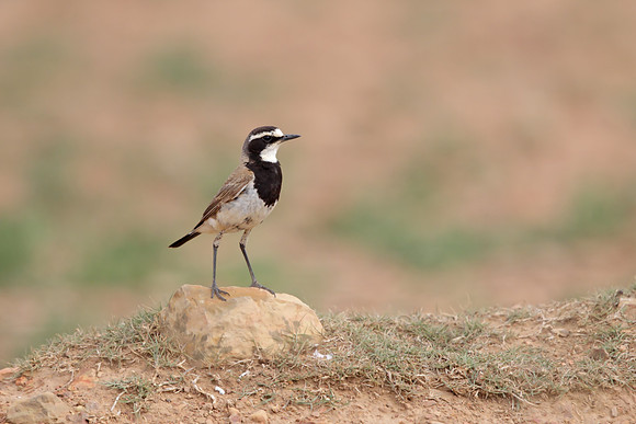 Capped Wheatear
