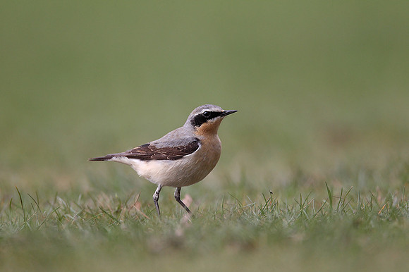 Northern Wheatear