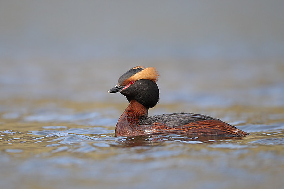 Slavonian Grebe