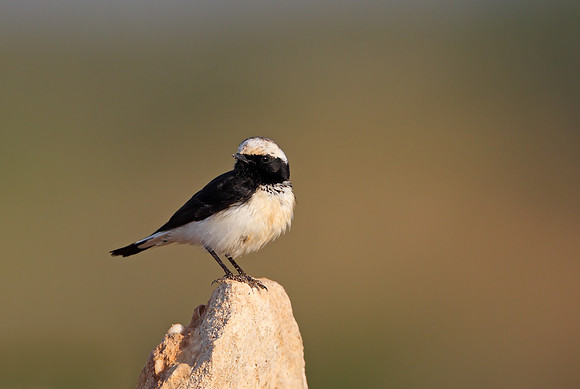 Cyprus Pied Wheatear