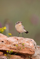 Isabelline Wheatear