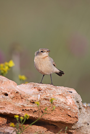 Isabelline Wheatear