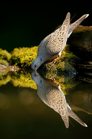 Turtle Dove