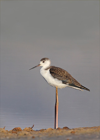 Black-winged Stilt