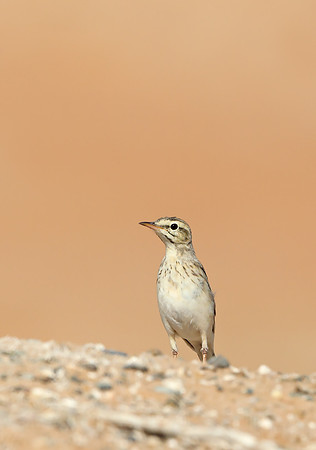 Tawny Pipit