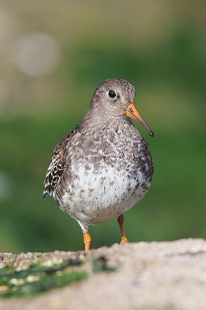 Purple Sandpiper