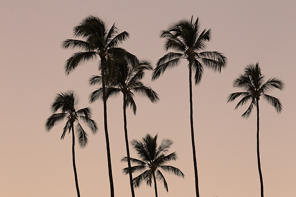 Kauai Palms