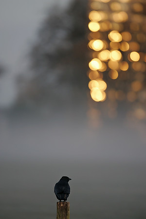 Dawn Reflections on Wanstead Flats