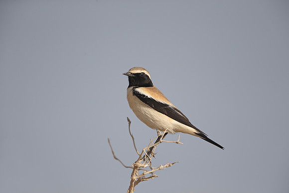 Desert Wheatear