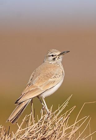 Greater Hoopoe-lark