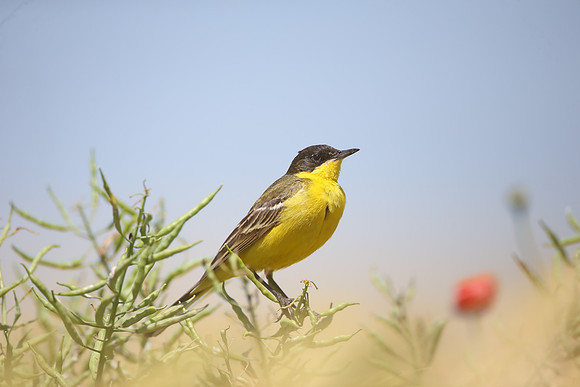Yellow Wagtail