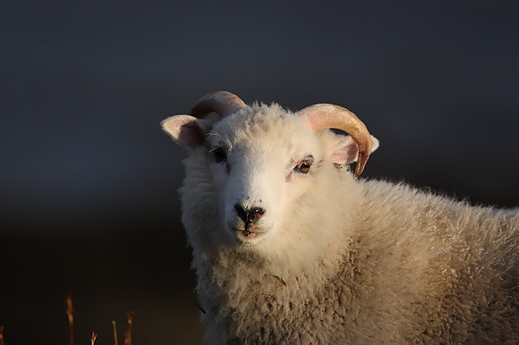 Sheep