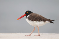 American Oystercatcher