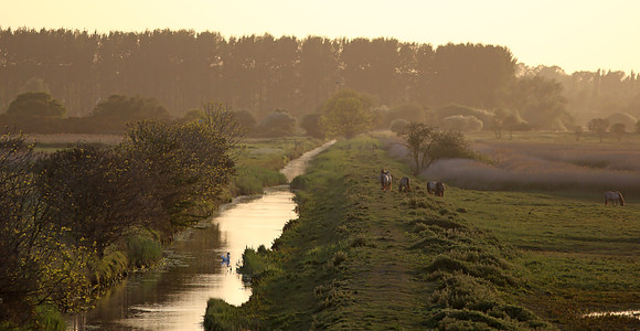 Minsmere, Dawn