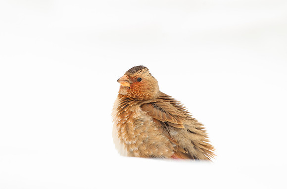 Crimson-winged Finch