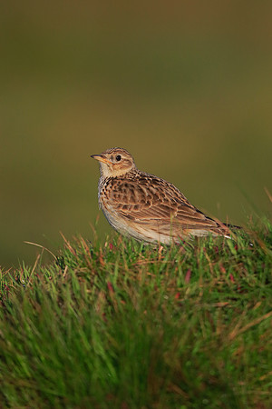 Skylark
