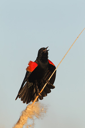 Red-winged Blackbird