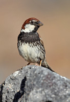 Spanish Sparrow