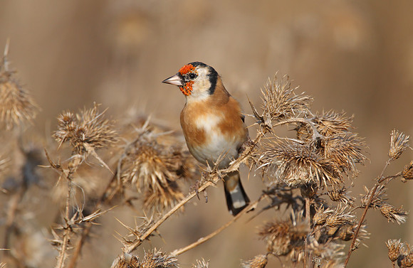 Goldfinch