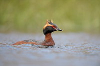 Slavonian Grebe