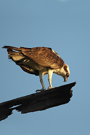 Osprey