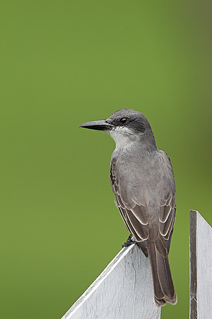 Grey Kingbird
