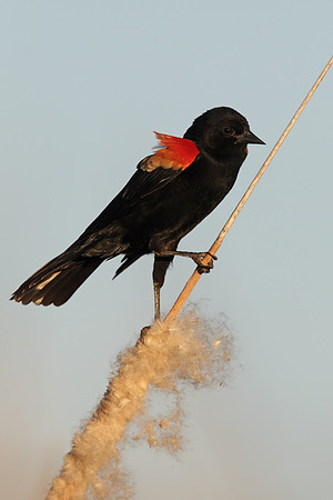Red-winged Blackbird