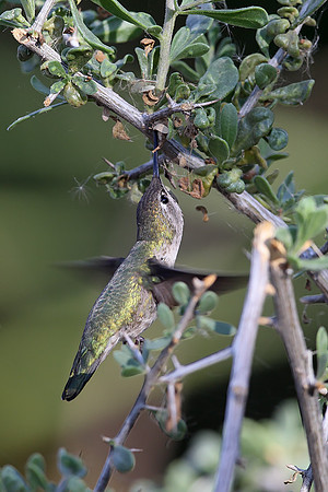 Anna's Hummingbird