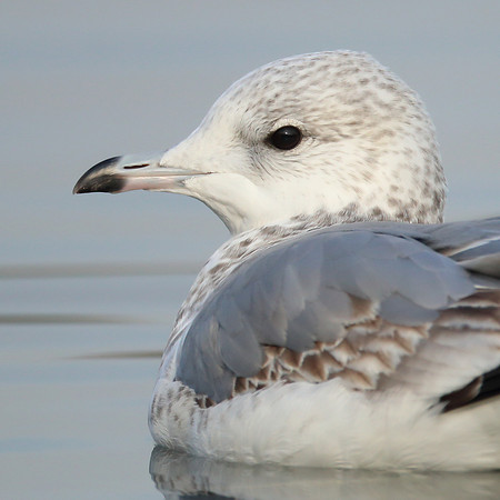 Common Gull