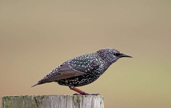 Starling