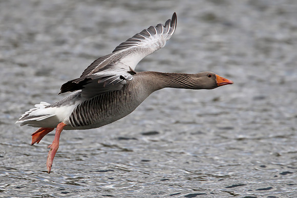 Greylag Goose