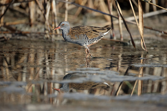 Water Rail