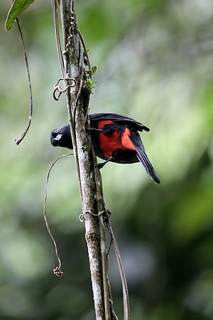 Red-bellied Grackle