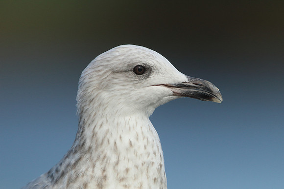 Herring Gull