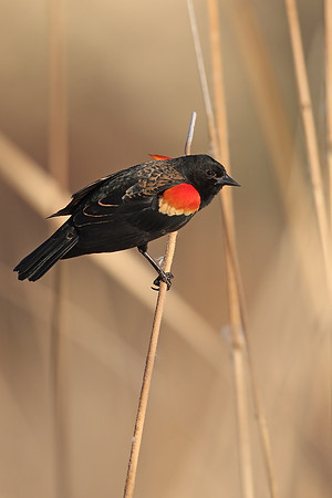 Red-winged Blackbird