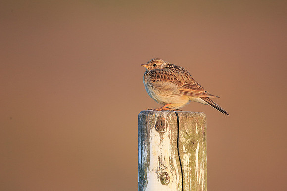 Skylark