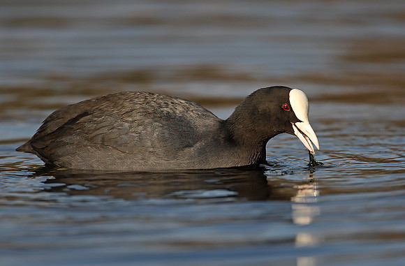 Coot