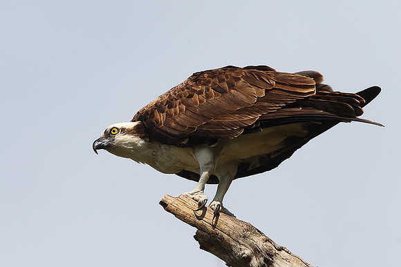 Osprey