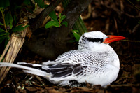 Red-billed Tropicbird