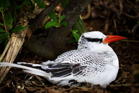 Red-billed Tropicbird