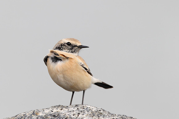 Desert Wheatear