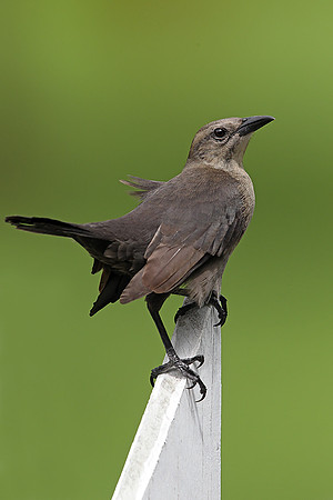 Carib Grackle