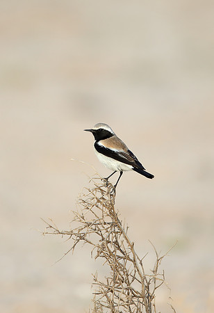 Desert Wheatear