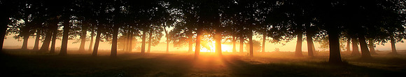 Copse sunbeams