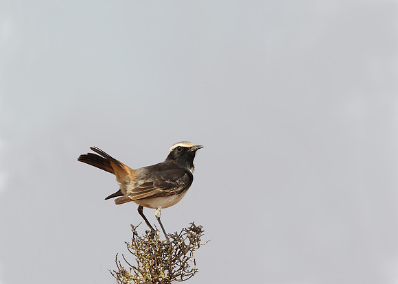 Red-rumped Wheatear