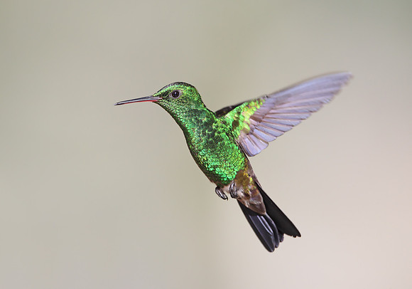 Copper-rumped Hummingbird
